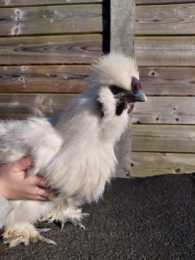 Coq Silkfowl, Mâle, Poule ou poulet