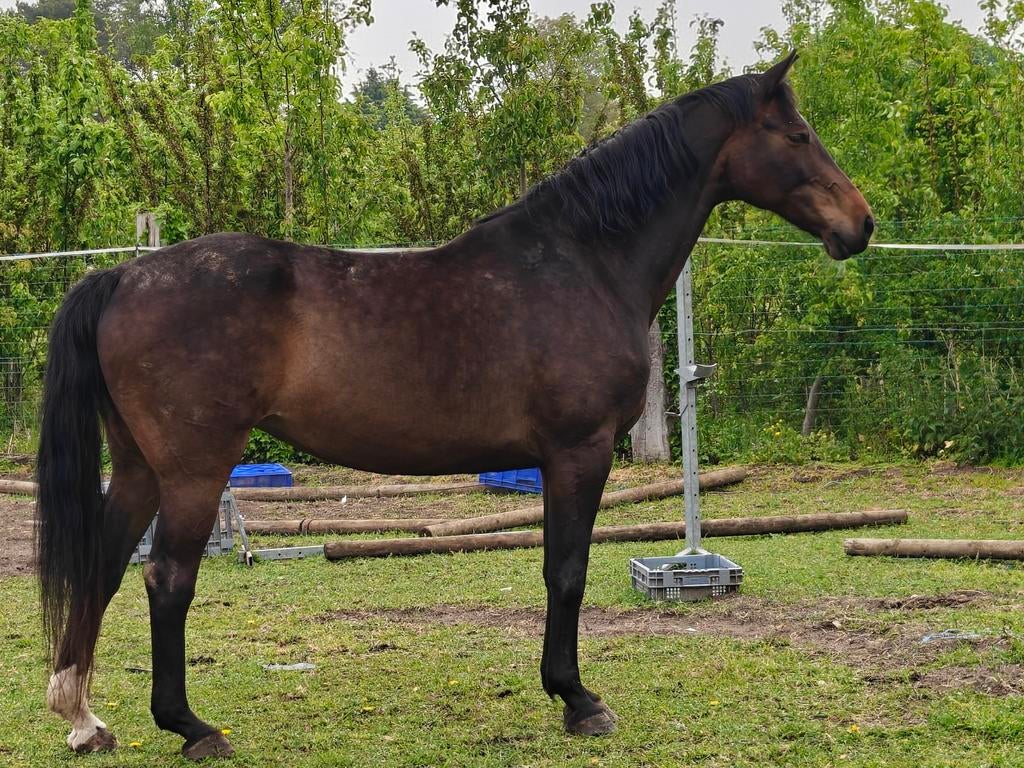 Merrie te koop, Jument
