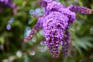 Buddleja davidii "Nanho Blue" (vlinderstruik), Tuin en Terras, Ophalen, Vlinderstruik, Struik, 100 tot 250 cm