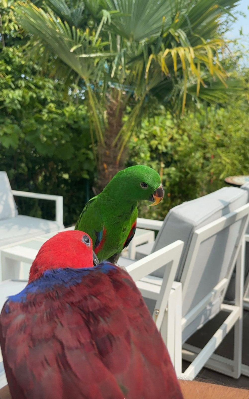 Perroquet eclectus couple, Enlèvement ou Envoi