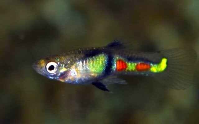 Hobbyaquarium Endler guppy El Tigre / Endler mix, Vis, Zoetwatervis, Schoolvis