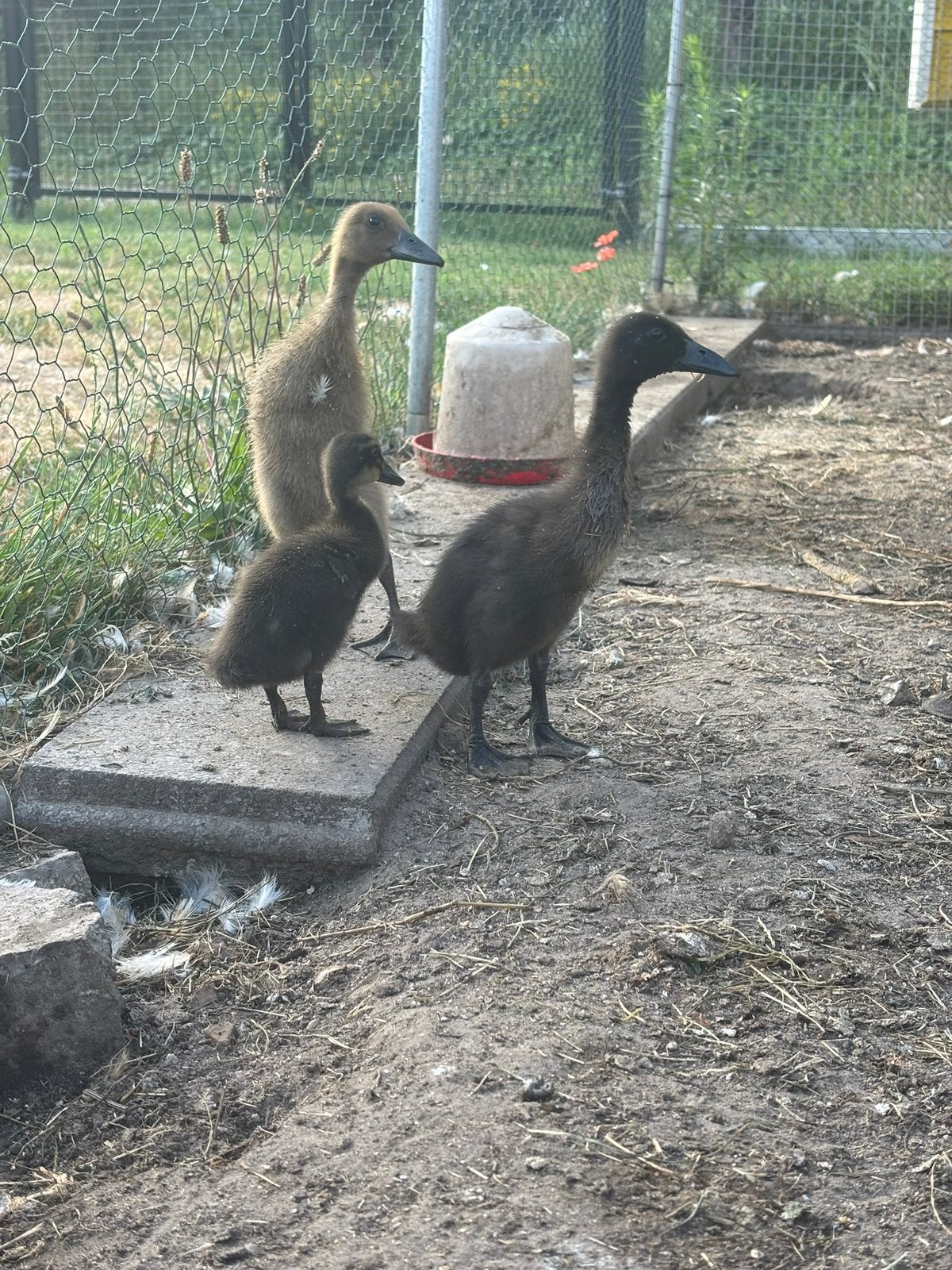 Broedeieren loopeenden, Dieren en Toebehoren, Ophalen, Nieuw