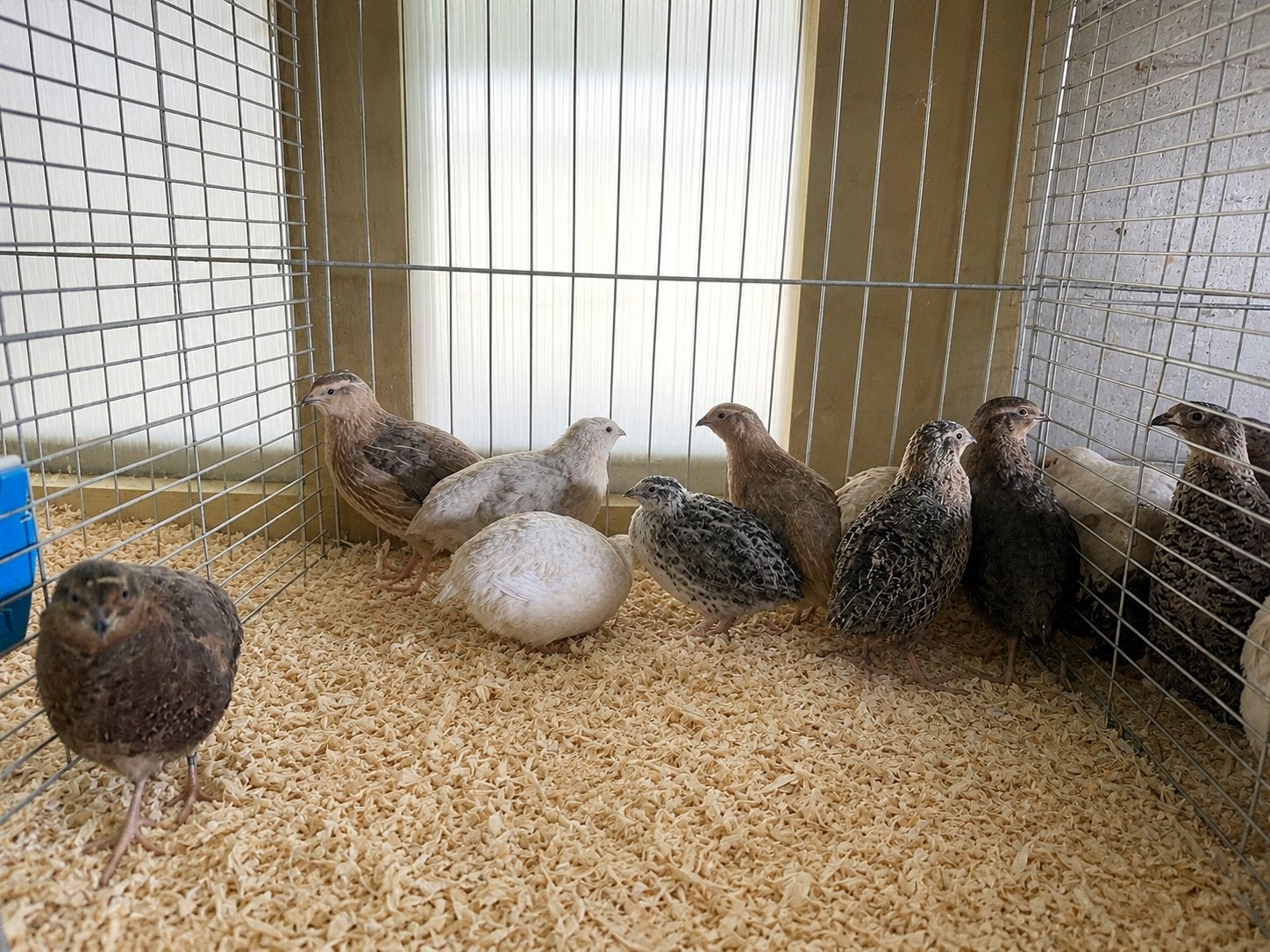 Japanse kwartel haantjes, Dieren en Toebehoren, Vogels | Overige Vogels