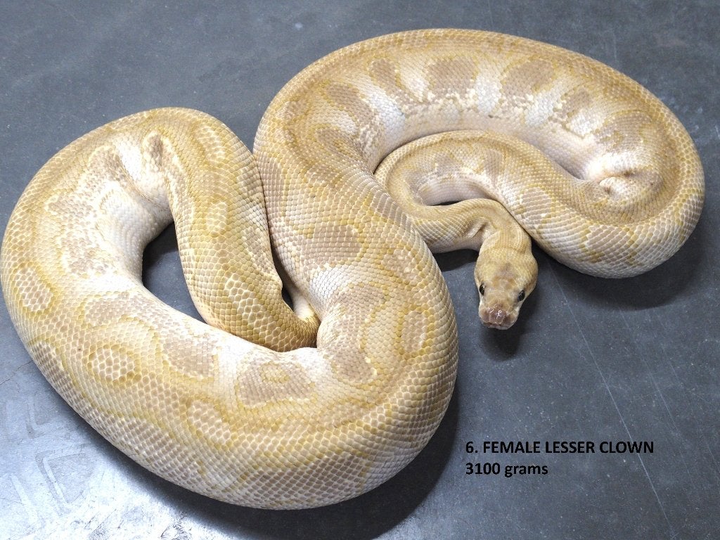 Koningspython halfwas en volwassen kweekdieren deel 1 Ball Python photo 6