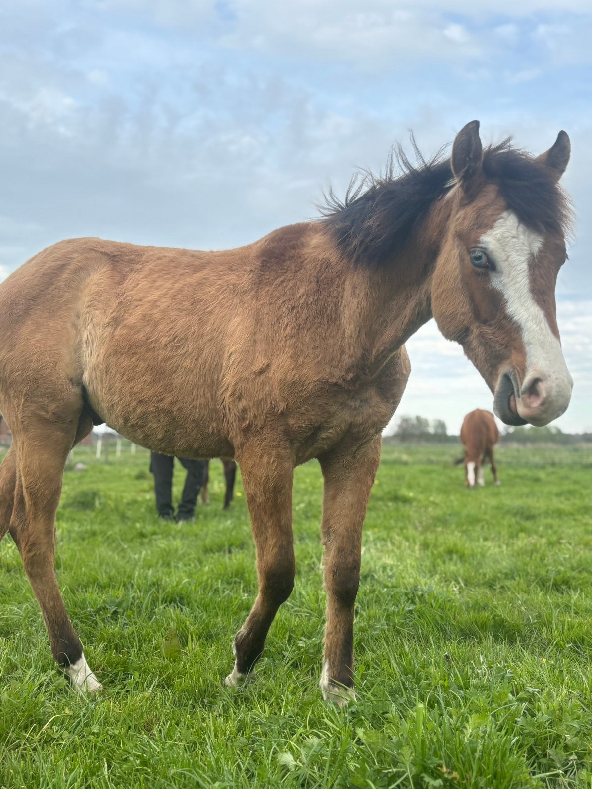 1 jarige quarter hengst, Dieren en Toebehoren, Hengst