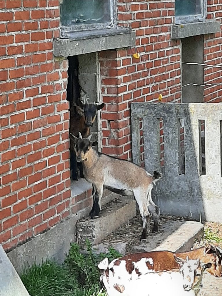 jonge bokjes te koop, Dieren en Toebehoren, Mannelijk, Geit, 0 tot 2 jaar