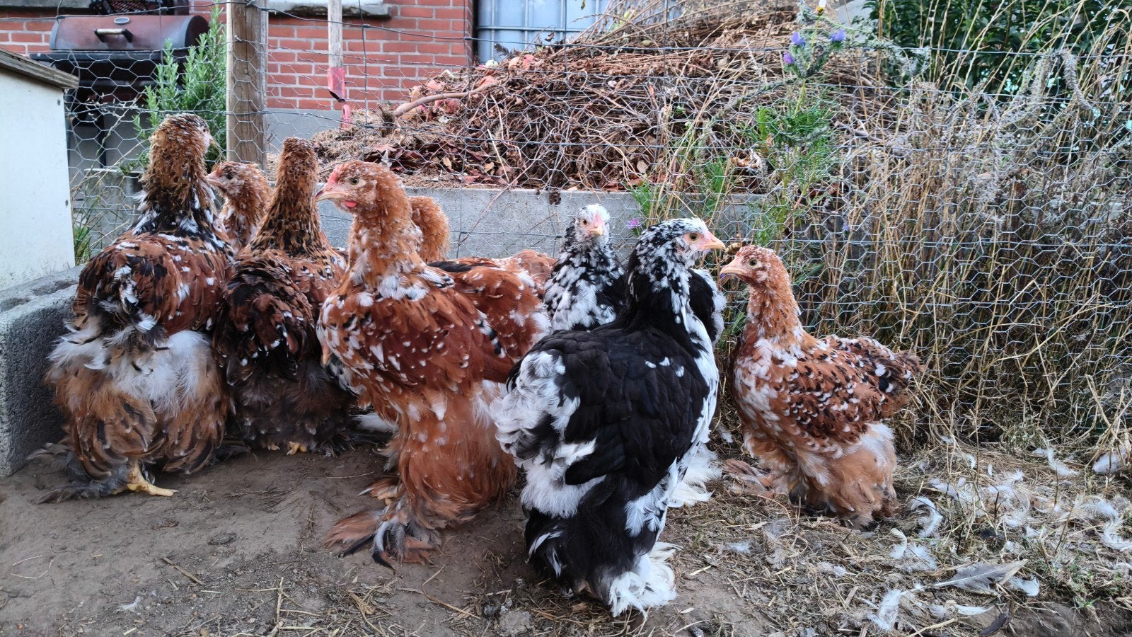 Cochin groothoenders in verschillende kleurslagen, Dieren en Toebehoren, Pluimvee, Meerdere dieren, Kip