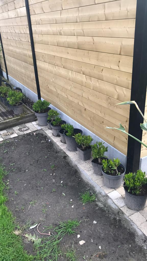 Dwergboom, Tuin en Terras, Ophalen, Overige soorten