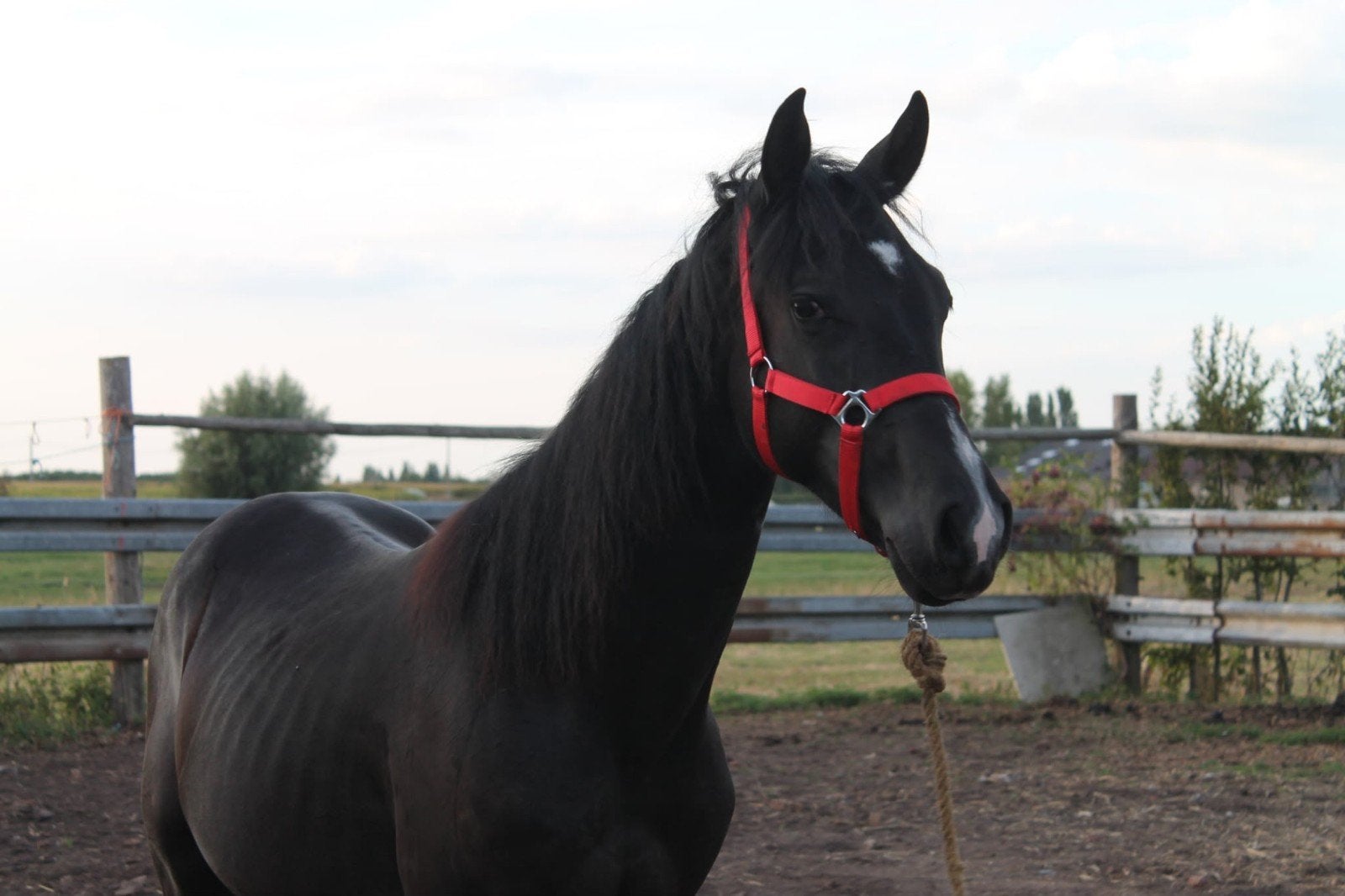 jaarlingpaarden te koop, Étalon