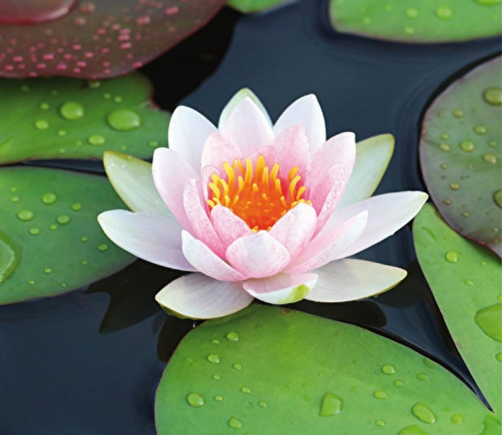 Waterlelies, Tuin en Terras, Ophalen, Zo goed als nieuw