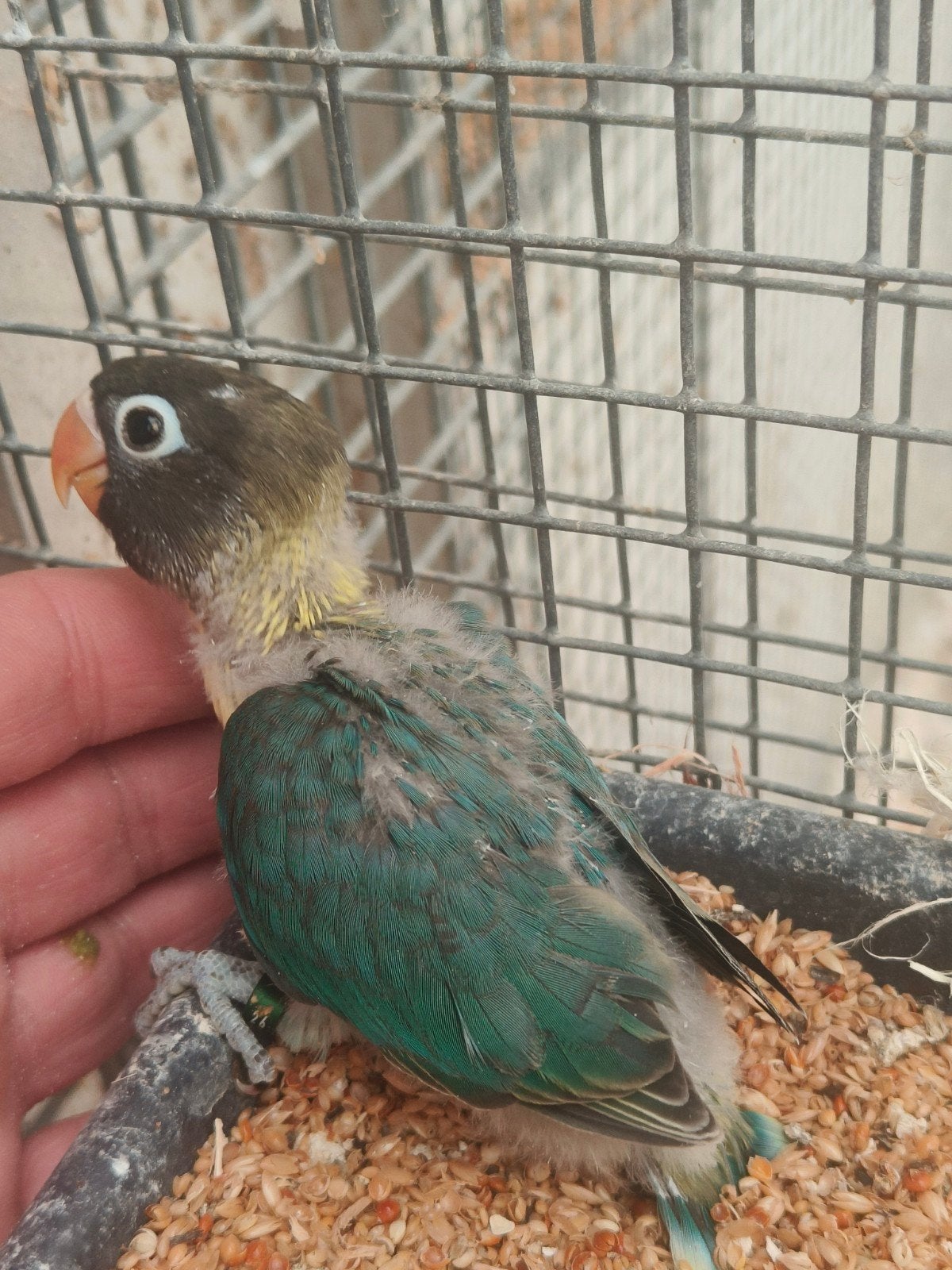3 jonge personatas, Bagué