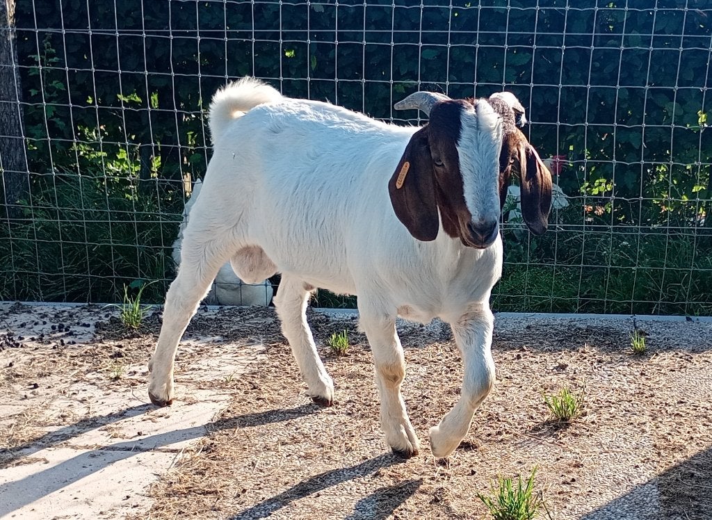 Boergeit bok, Dieren en Toebehoren, Schapen, Geiten en Varkens, Mannelijk, Geit, 0 tot 2 jaar