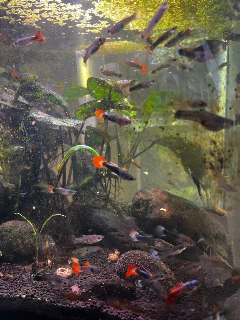 Guppy’s, Dieren en Toebehoren, Vis, Zoetwatervis