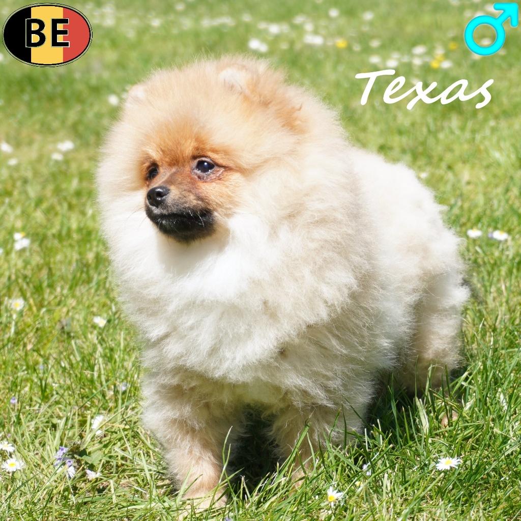 Texas, Magnifique chiot Spitz - chiot belge à vendre, 15 semaines à 1 an, Commerçant, Chien (mâle), Autres races