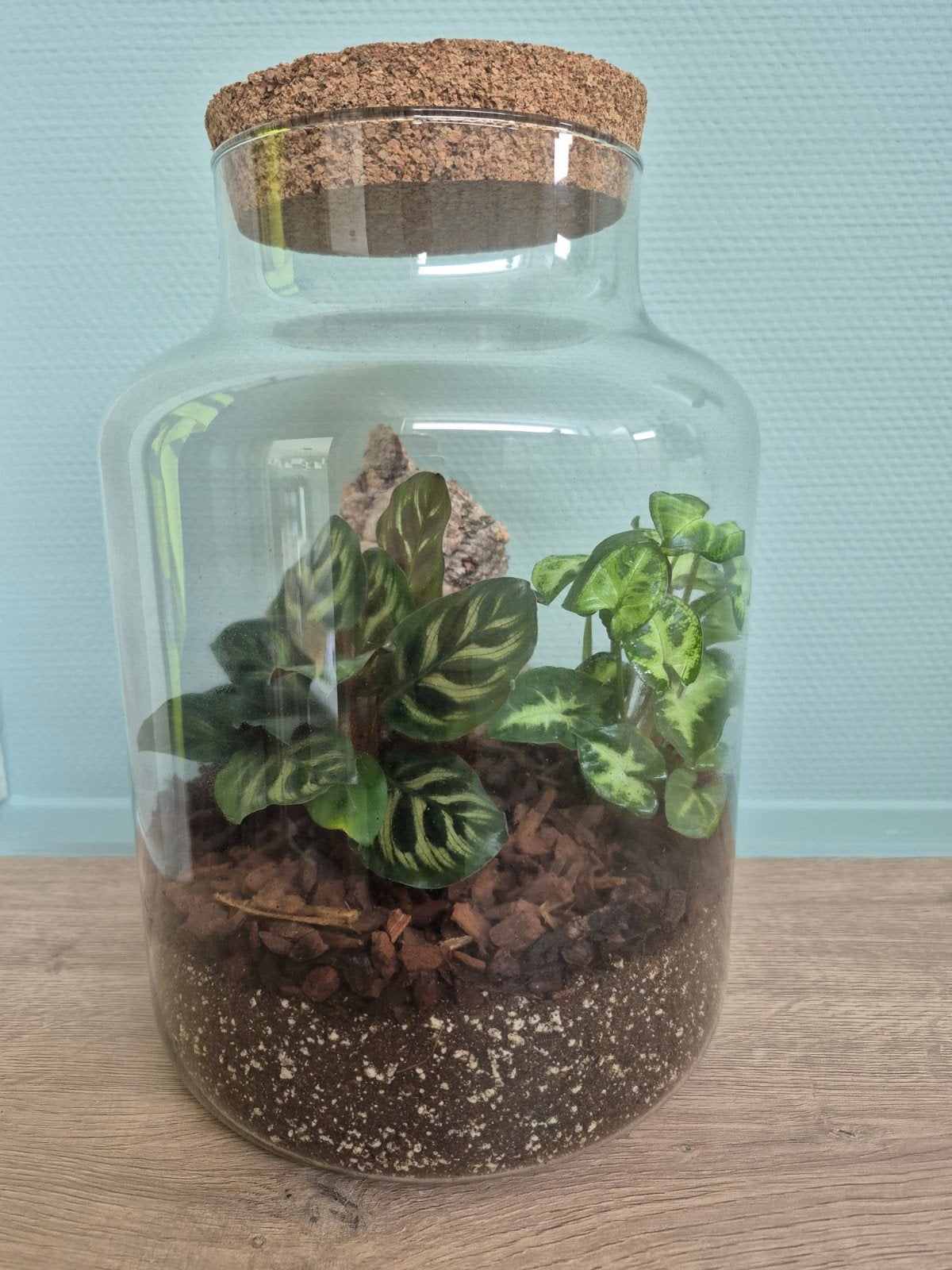 Groot terrarium met syngonium pixie en ctenanthe, Enlèvement