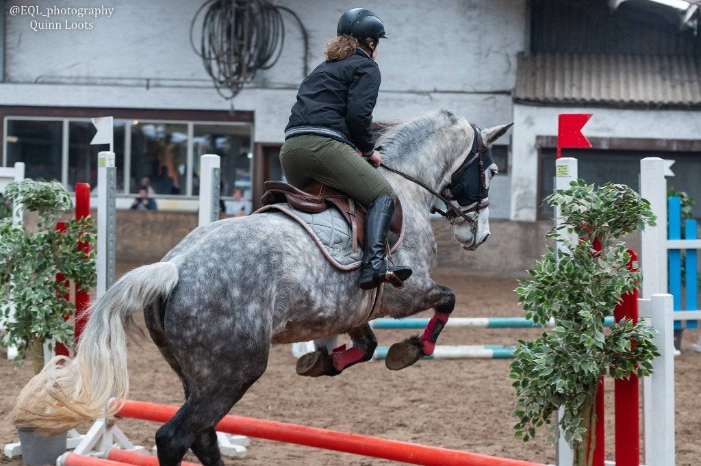 7jarige schimmel merrie, Avec puce électronique, Débourré, 165 à 170 cm, Cheval de récréation