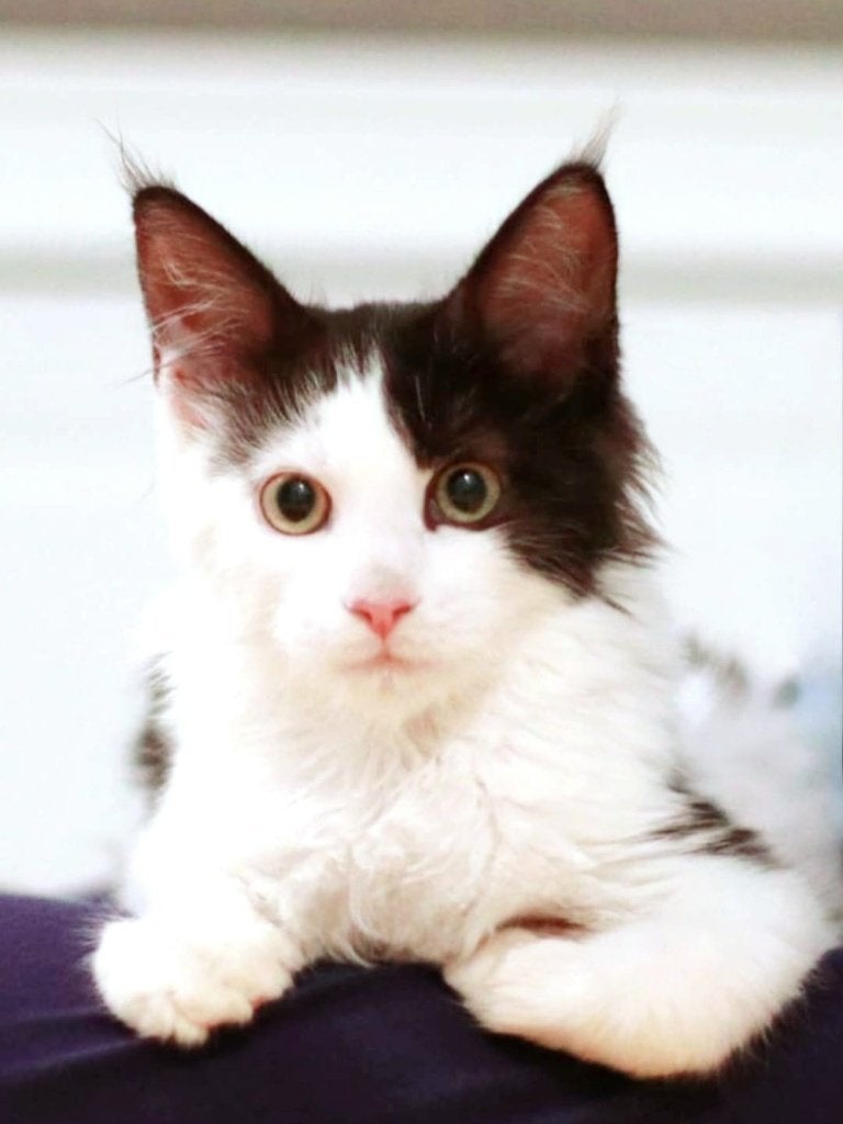 Mainecoon, Poes, Gechipt, 0 tot 2 jaar