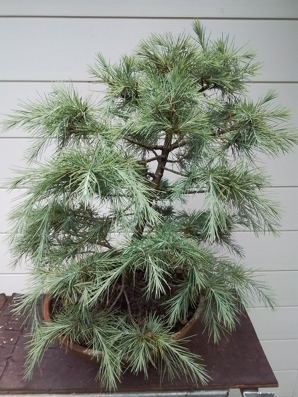 start bonsai, Jardin & Terrasse, Enlèvement