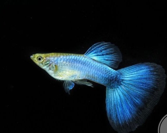Lazuli blue guppies te koop