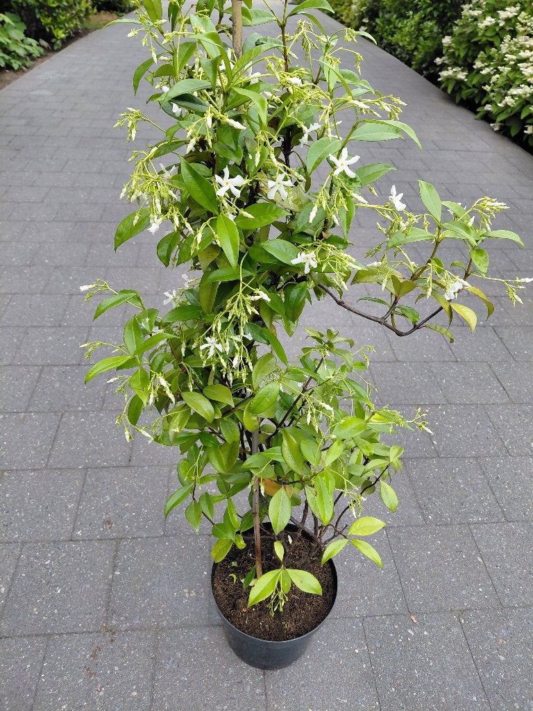 Toscaanse Jasmijn, Tuin en Terras, Ophalen, Volle zon