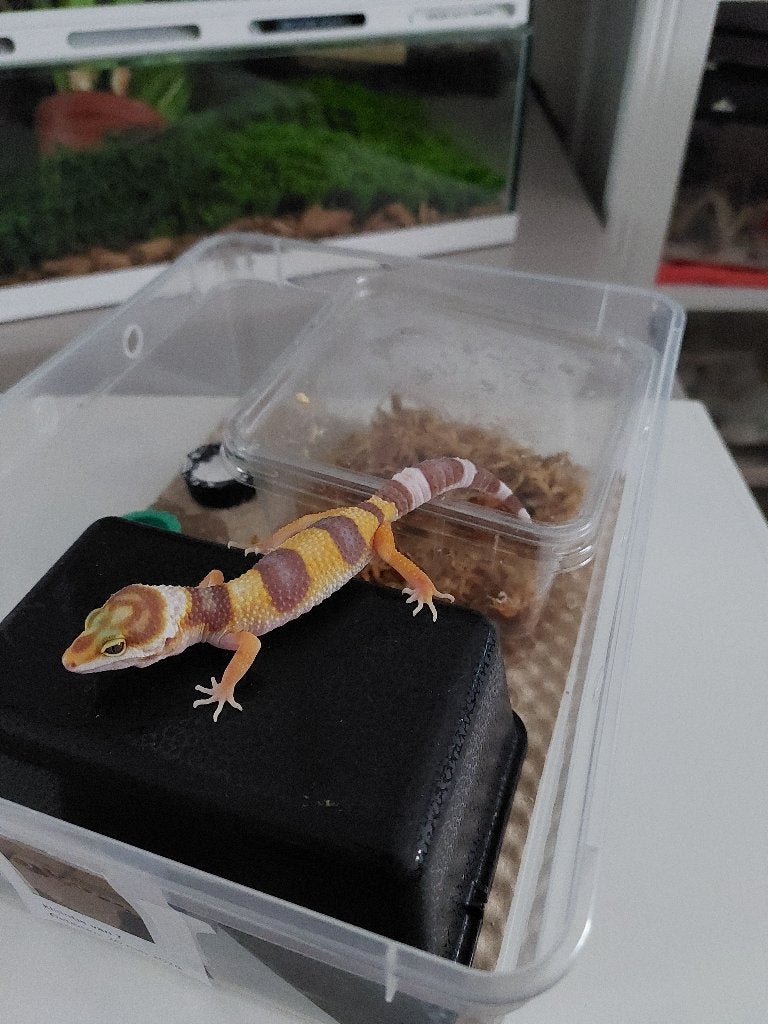 Luipaardgekko, Dieren en Toebehoren