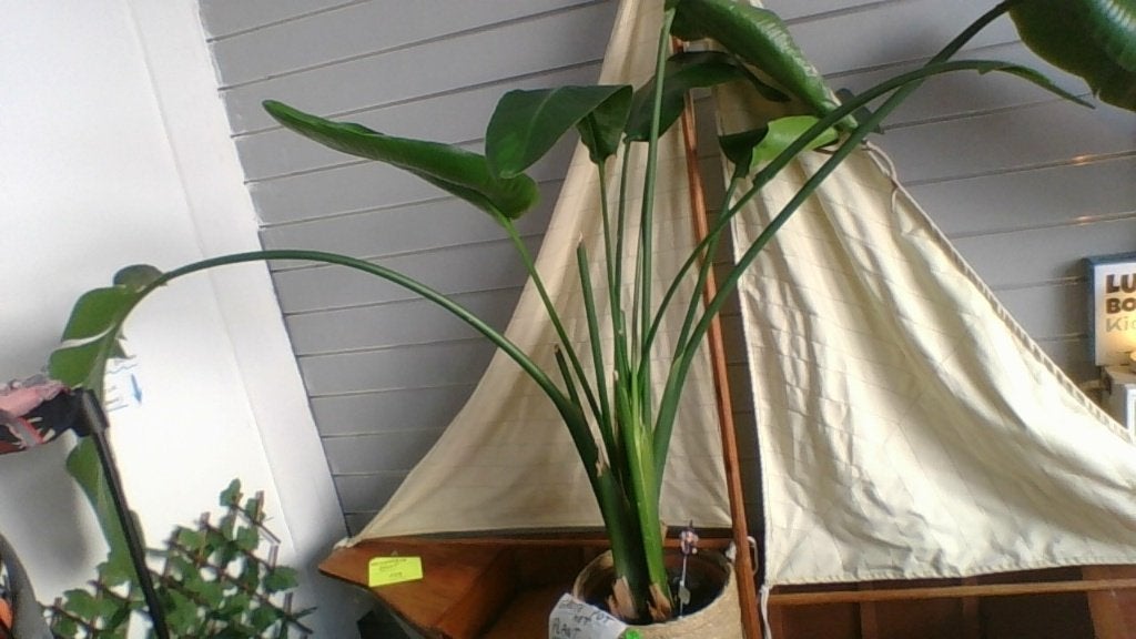 heel grote plant , krijgt nieuwe bladeren !, Jardin & Terrasse, Enlèvement, Autres espèces, 100 à 250 cm