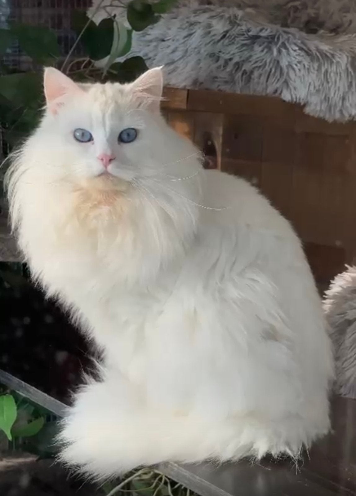 Siberische kater te koop, Chat, Avec pedigree, 0 à 2 ans