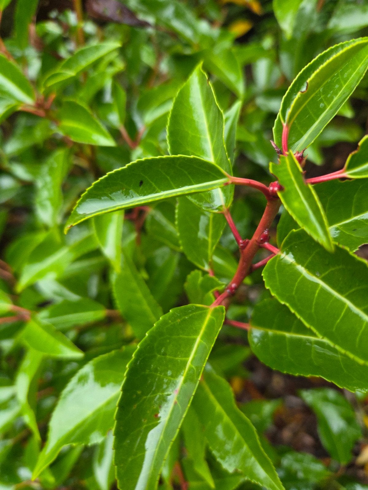 VENTE TOTALE DE LAURIERS PORTUGAIS !, Jardin & Terrasse, Enlèvement