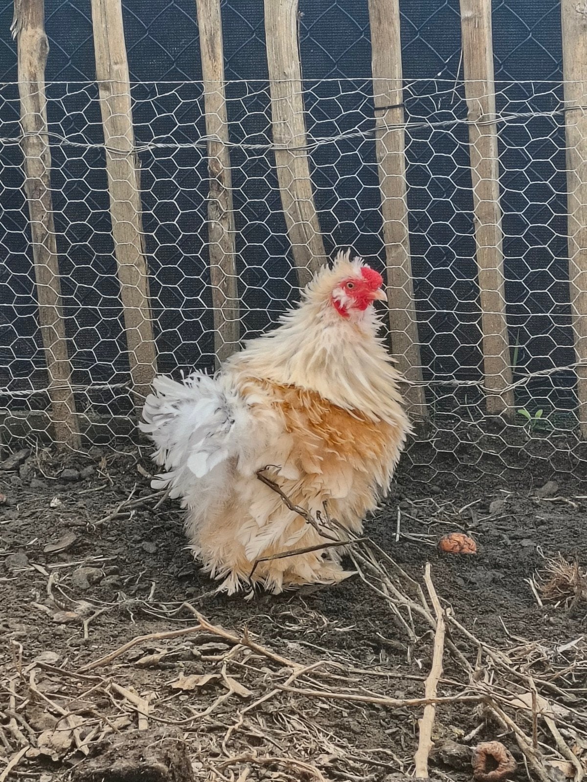 cochin/ zijdehoen krulveer haantje, Animaux & Accessoires, Volatiles, Mâle, Poule ou poulet