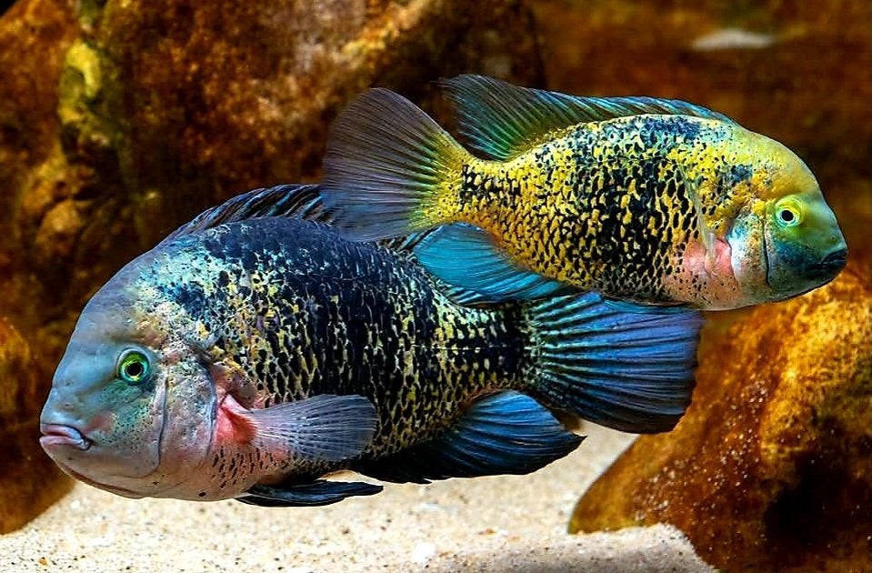 Aquariumvissen, Poisson, Poisson d'eau douce