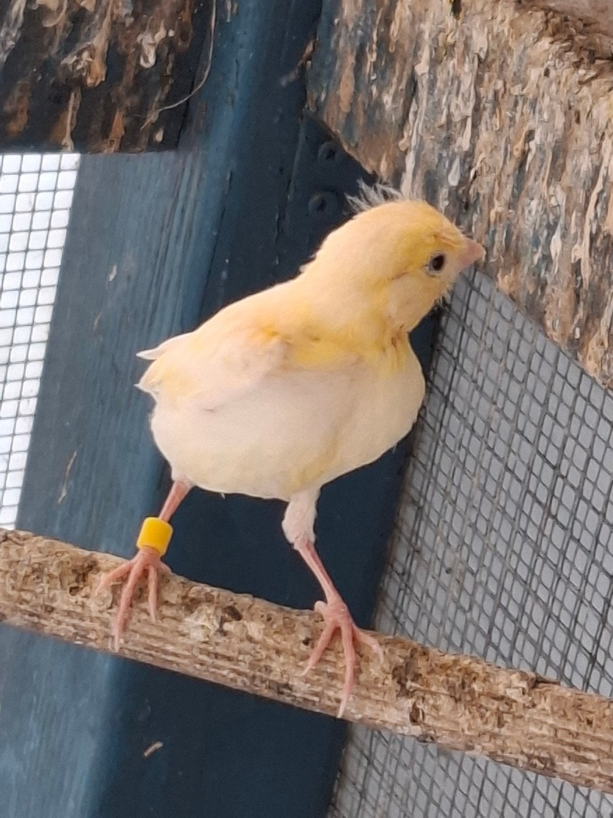 Canaries 2026