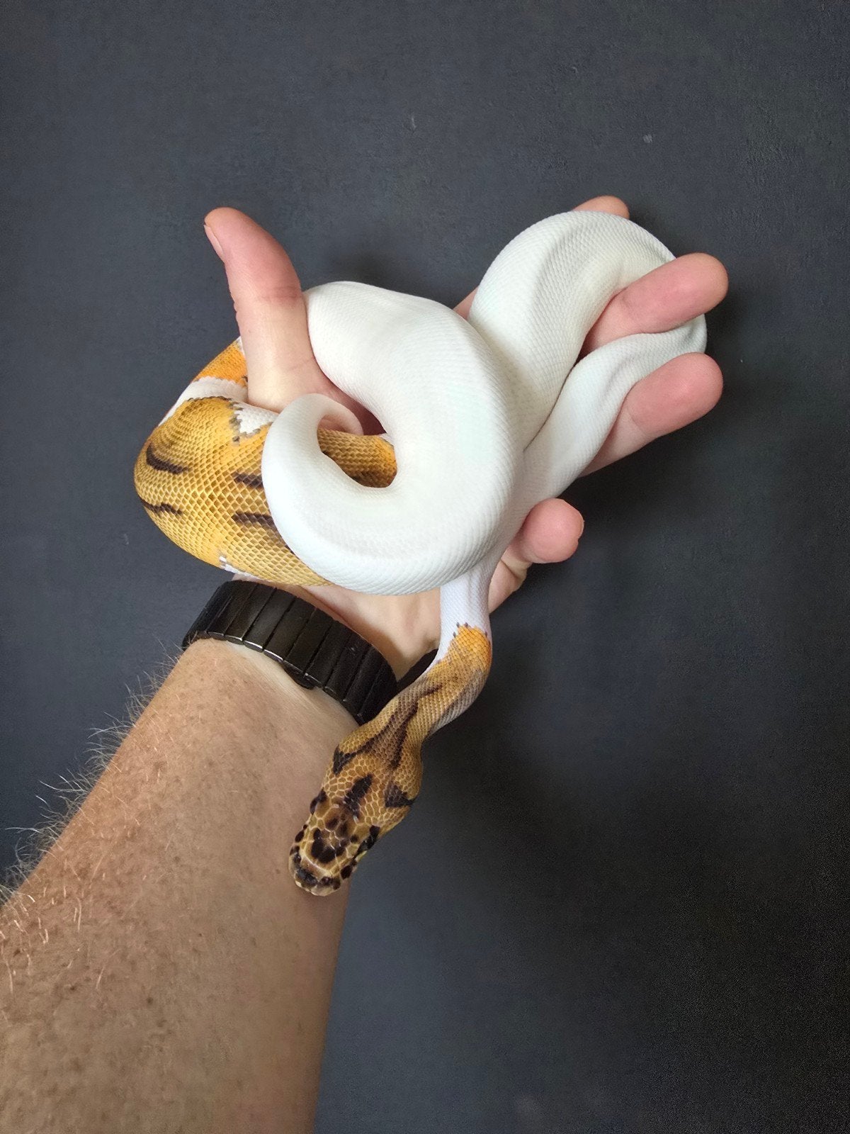 0.1 clown piebald, Animaux & Accessoires, Reptiles & Amphibiens, Serpent, Domestique, 0 à 2 ans