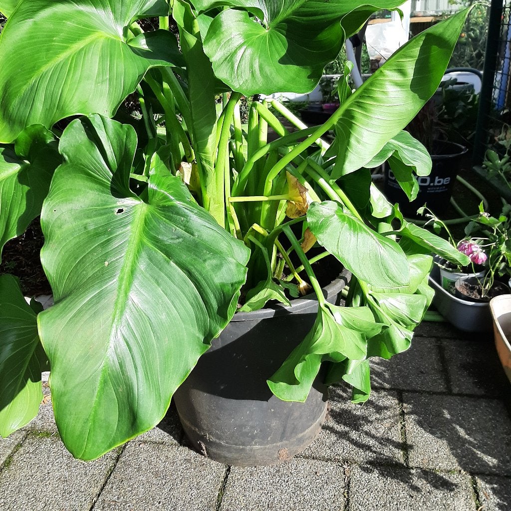 Aronskelk, Tuin en Terras, Ophalen, Zomer, Vaste plant, Overige soorten