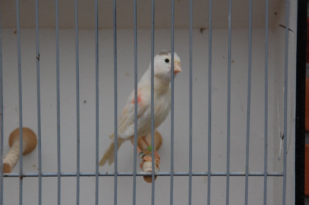 kanarie popje, Dieren en Toebehoren