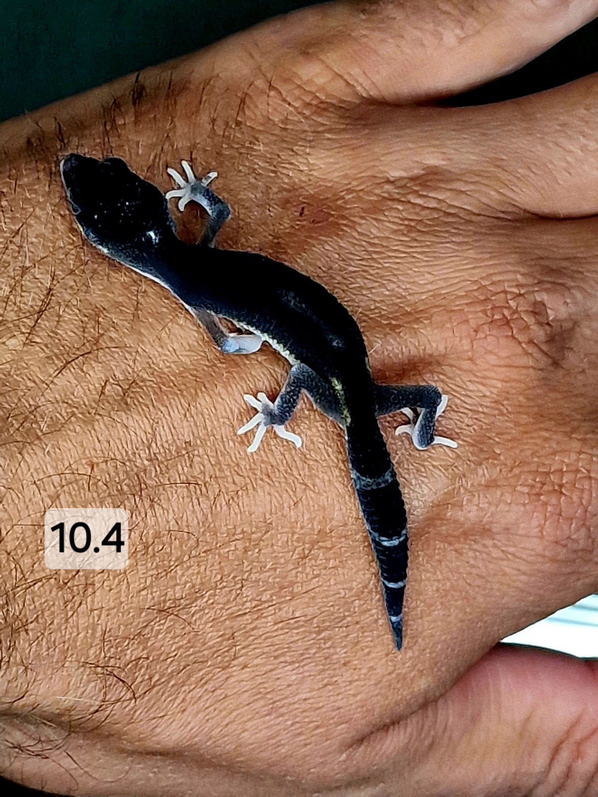 TSF MACK SNOW BLACK NIGHT HET ECLIPSE, Dieren en Toebehoren, Reptielen en Amfibieën