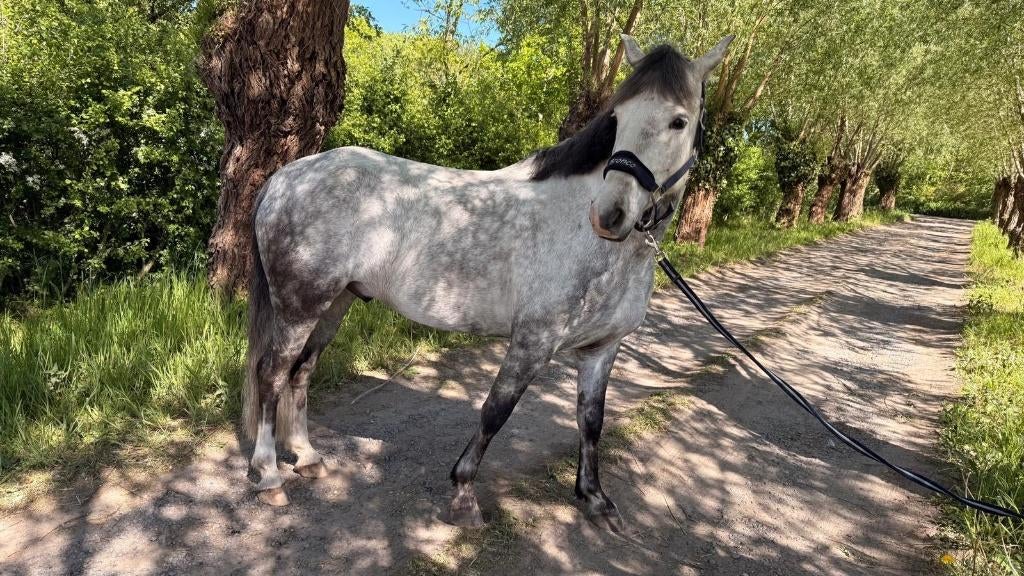 Bronco – brave allround ruin met potentieel, Dieren en Toebehoren, Paarden, Gechipt, Minder dan 160 cm, Ruin, 7 tot 10 jaar