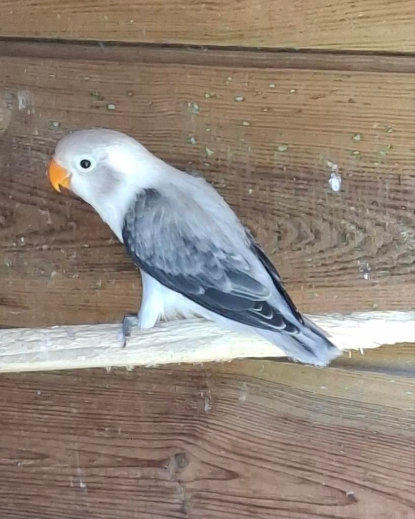Agapornis fisherie, Dieren en Toebehoren, Vrouwelijk, Dwergpapegaai of Agapornis, Geringd