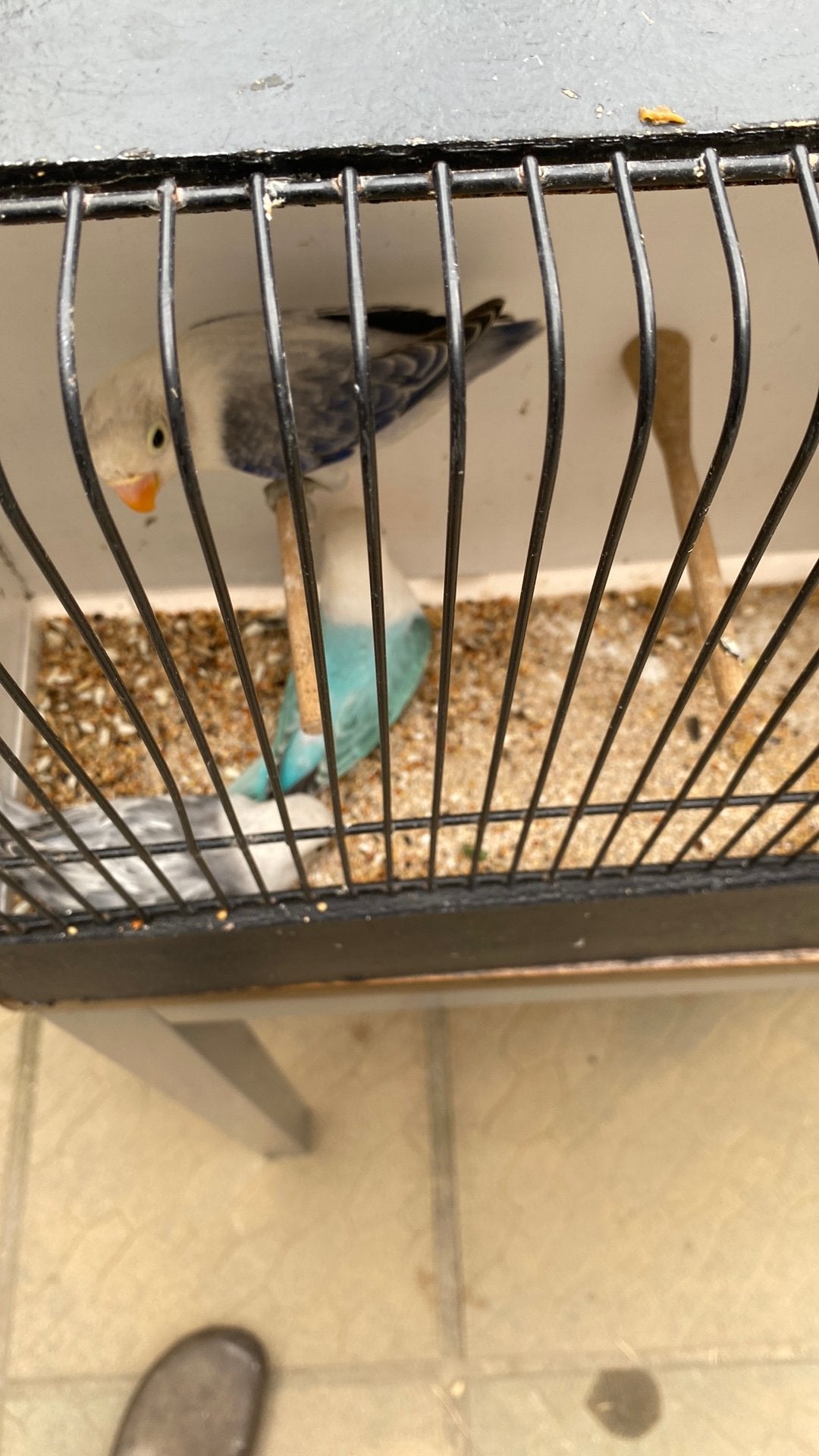 Jonge ficheries, Dieren en Toebehoren, Vogels | Parkieten en Papegaaien