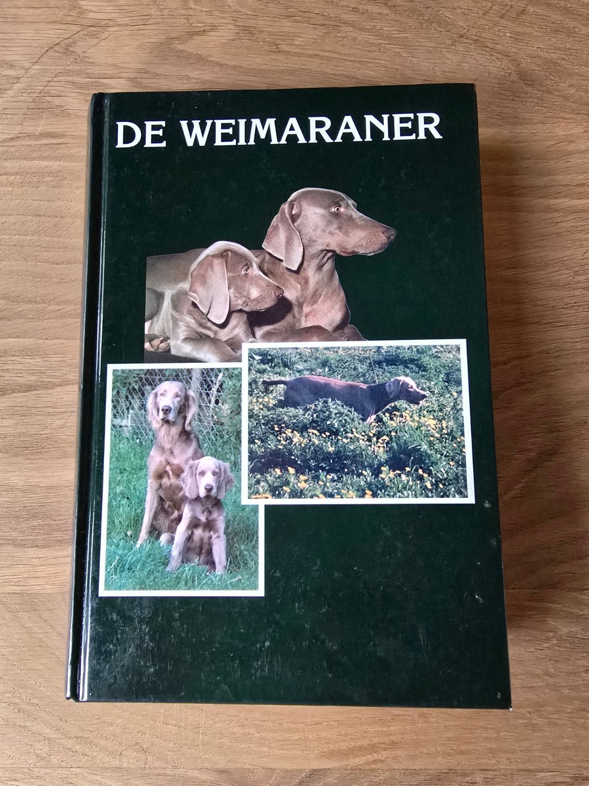 Le Braque de Weimar — Dr. Joël Dehasse — Chien Guide, Enlèvement ou Envoi