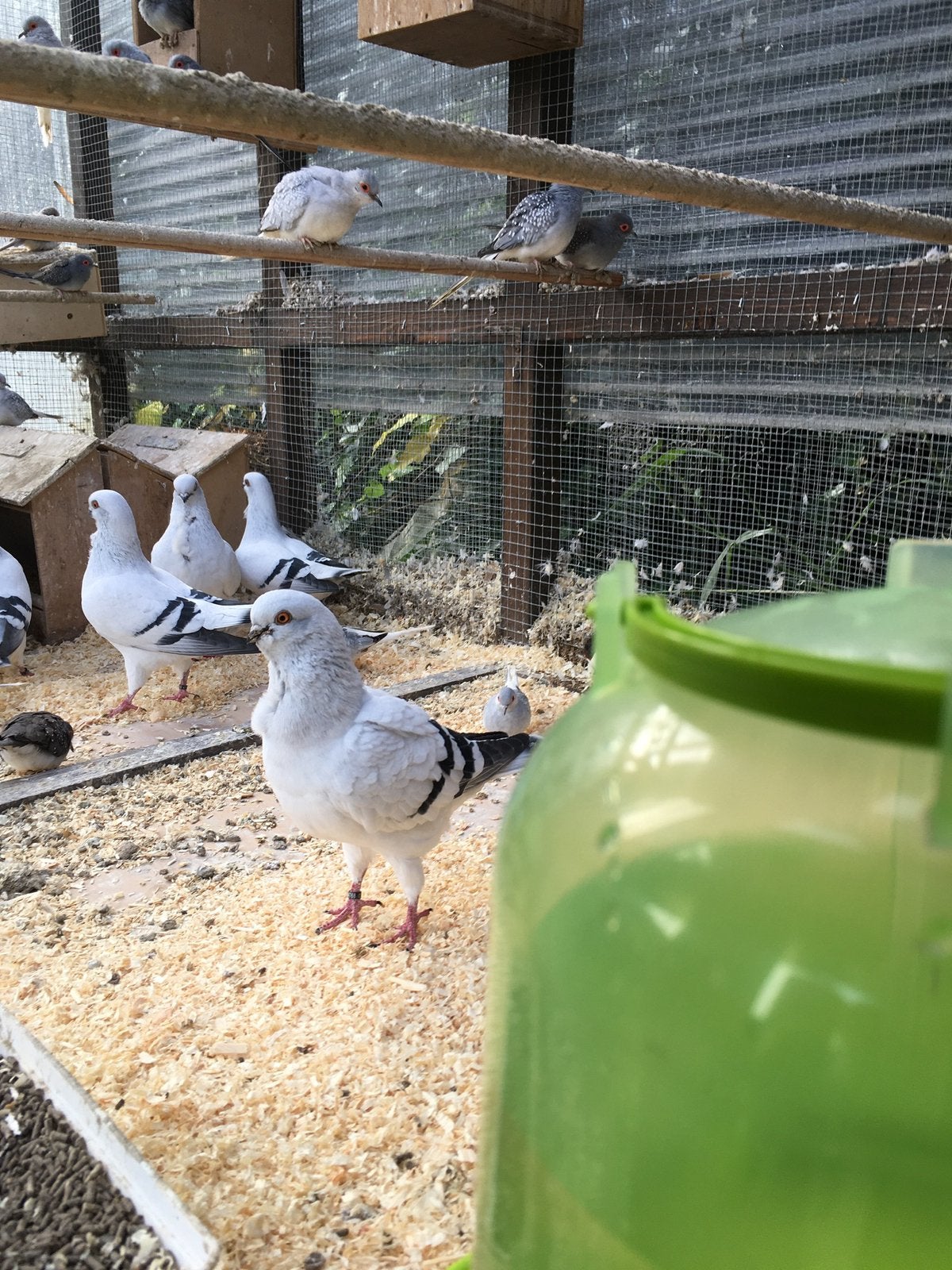 KWEEKRIJPE ITALIAANSE MEEUWEN EN LACHDUIFJES 20 EURO/KOPPEL, Animaux & Accessoires, Oiseaux | Pigeons, Plusieurs animaux, Autres espèces