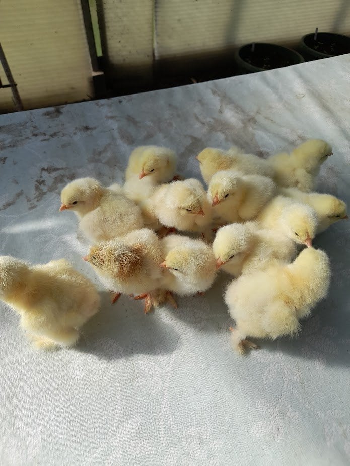 poussins de tétras à saumon Brahma, Animaux & Accessoires, Volatiles, Poule ou poulet, Sexe inconnu