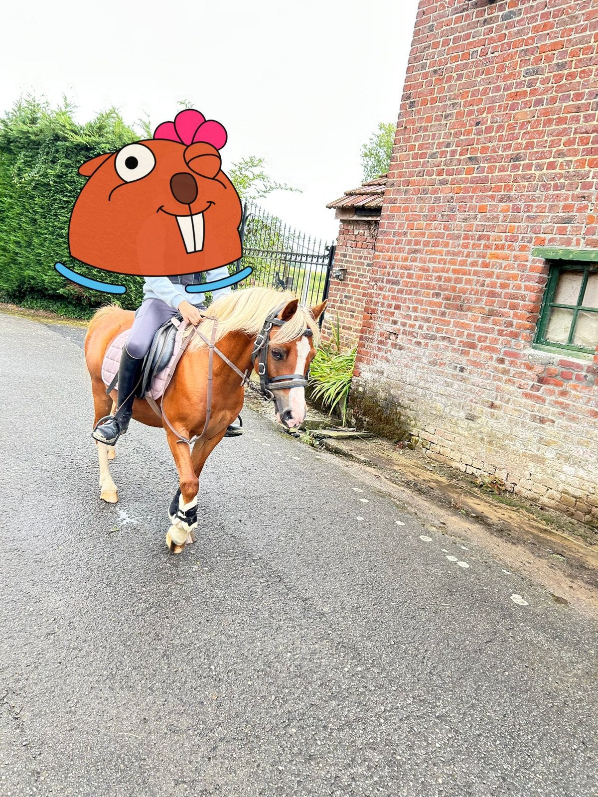 A pony ruin, Dieren en Toebehoren, Pony's, Gechipt, Ruin, Zadelmak, A pony (tot 1.17m)