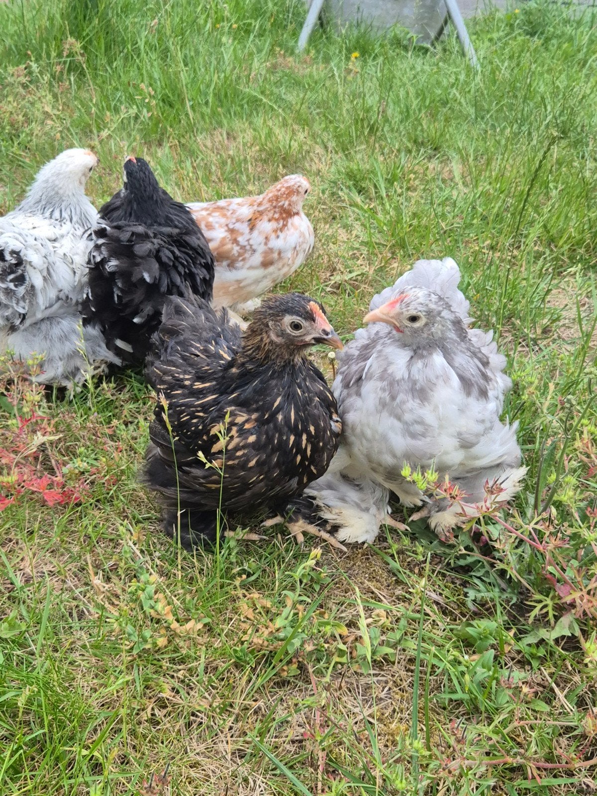 Cochin hennetjes te koop