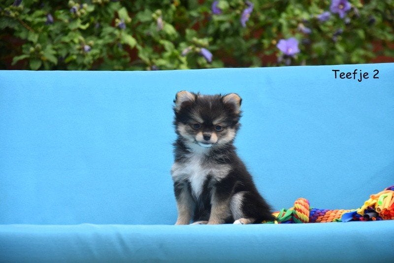 Prachtige Pomchi pups, Dieren en Toebehoren, België, CDV (hondenziekte), 8 tot 15 weken, Meerdere