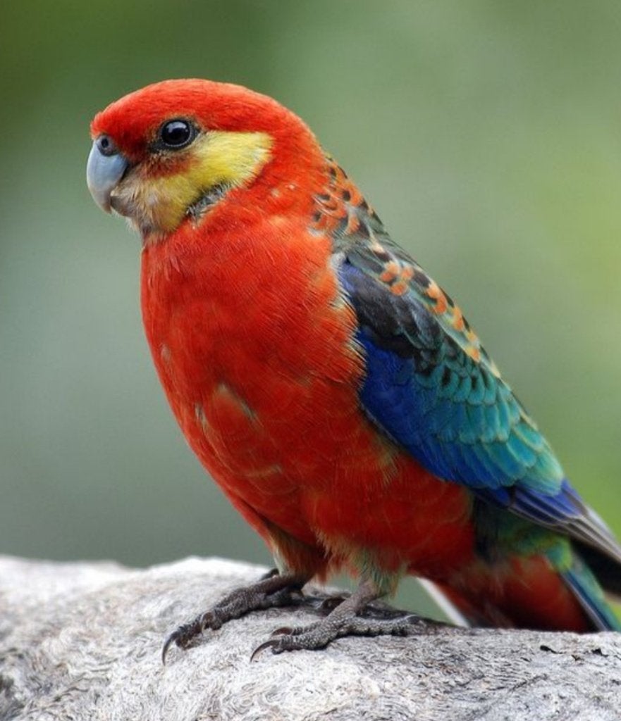 STANLEY ROSELLA PARKIET JONGE 2026 ., Dieren en Toebehoren, Meerdere dieren, Parkiet, Geringd