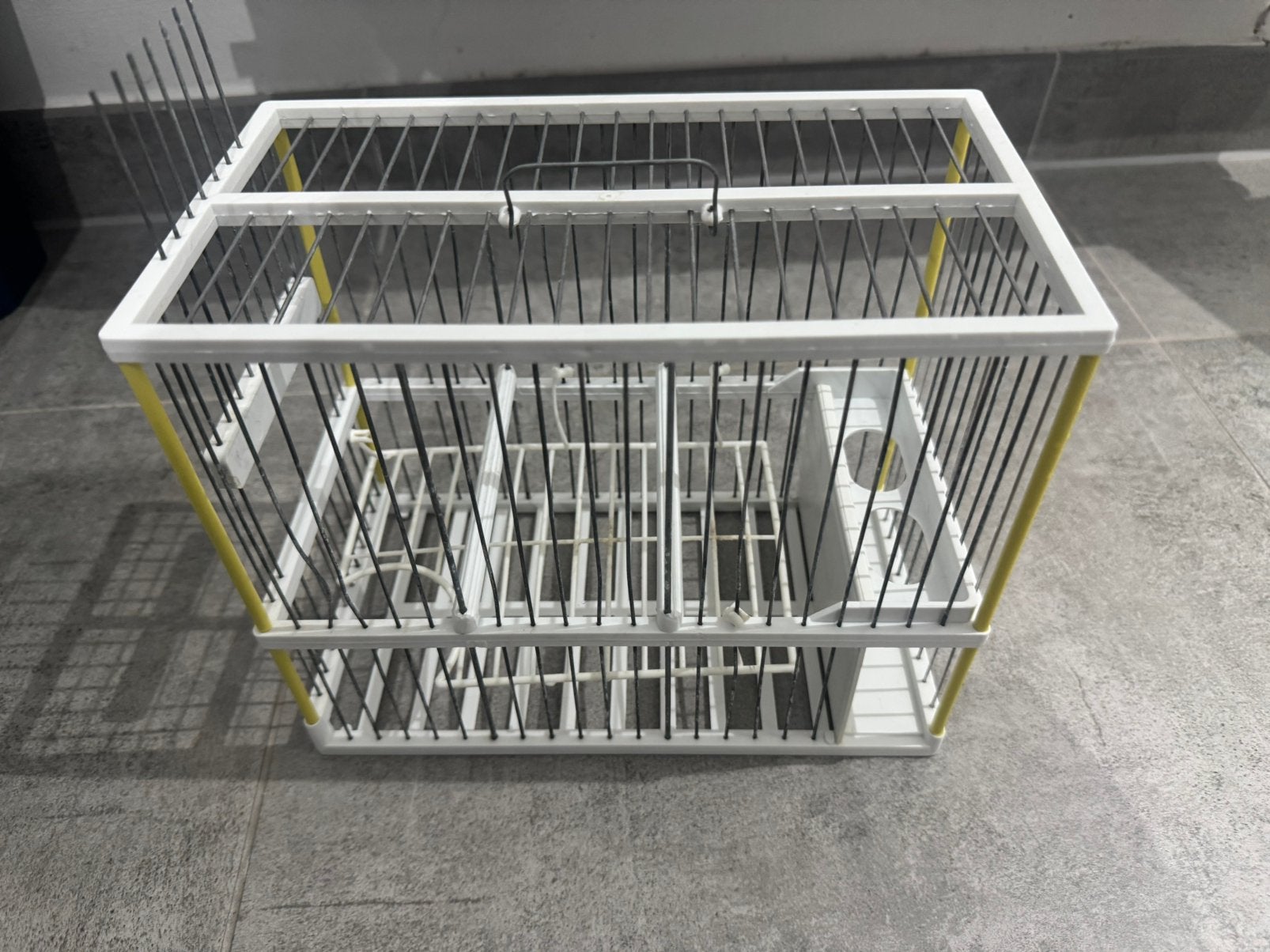 Cage Espagnole 2 disponible, Mâle, Canari chanteur
