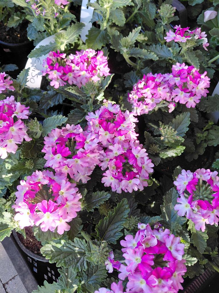 Verbena in kleuren, Tuin en Terras, Ophalen