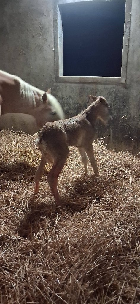 Chevaux, Animaux & Accessoires, Moins de 160 cm, Avec pedigree, Étalon, 0 à 2 ans