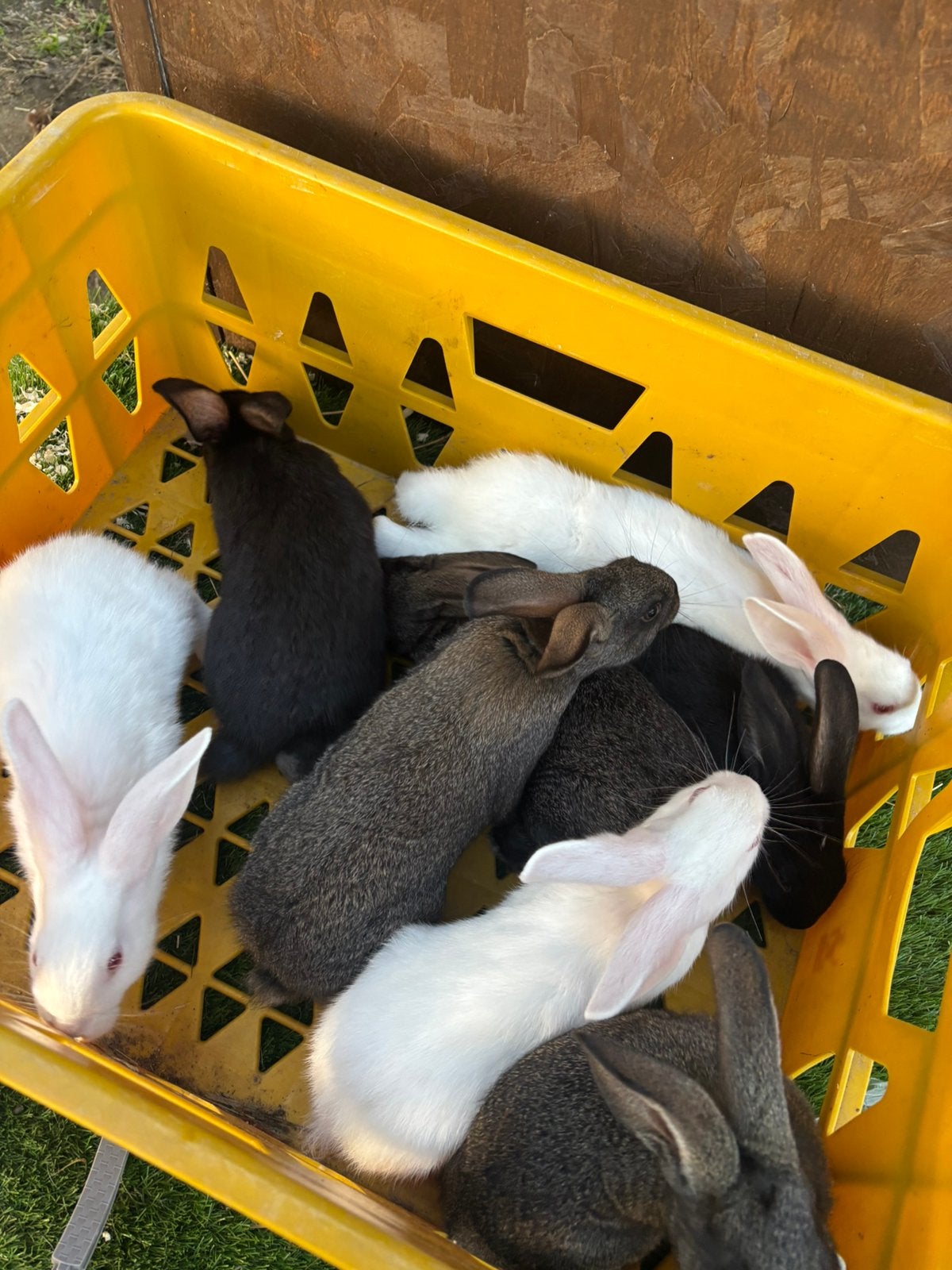 Jonge konijnen te koop, Dieren en Toebehoren, Groot