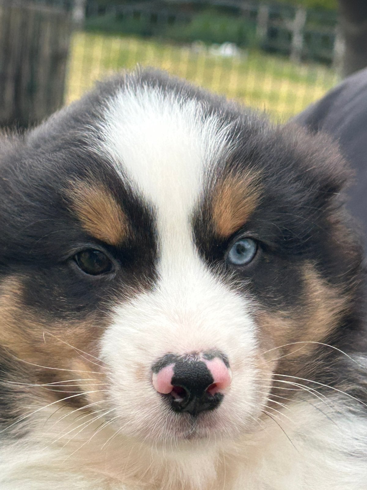 Mini aussie reu - black tri, Dieren en Toebehoren, Honden | Herdershonden en Veedrijvers, Parvo, België, Reu, 8 tot 15 weken